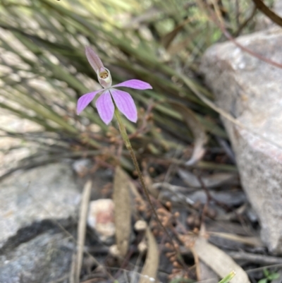 Caladenia carnea (Pink Fingers) at Farrer, ACT - 2 Oct 2022 by JeanD