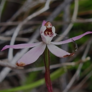 Caladenia fuscata at Tennent, ACT - suppressed