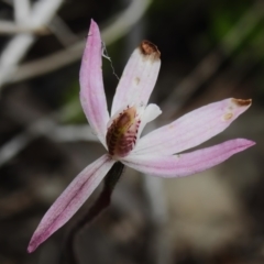 Caladenia fuscata at Tennent, ACT - suppressed