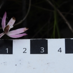 Caladenia fuscata at Tennent, ACT - 17 Oct 2022