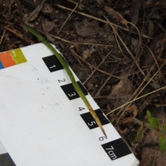 Caladenia fuscata at Tennent, ACT - suppressed