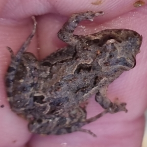 Crinia signifera at Bungendore, NSW - 17 Oct 2022