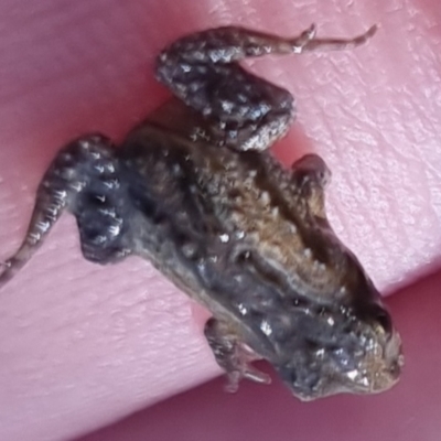 Crinia signifera (Common Eastern Froglet) at Bungendore, NSW - 17 Oct 2022 by clarehoneydove