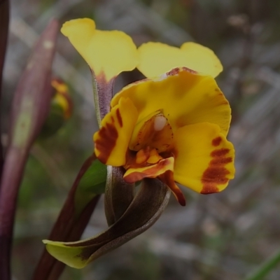 Diuris semilunulata (Late Leopard Orchid) at Tennent, ACT - 17 Oct 2022 by JohnBundock