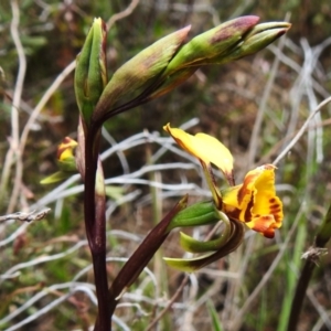 Diuris semilunulata at Tennent, ACT - suppressed