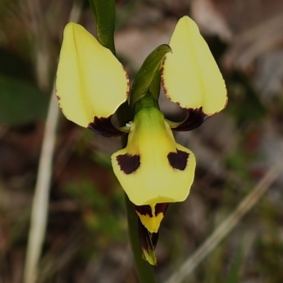Diuris sulphurea (Tiger Orchid) at Tennent, ACT - 17 Oct 2022 by JohnBundock