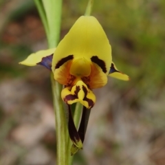 Diuris sulphurea at Tennent, ACT - 17 Oct 2022