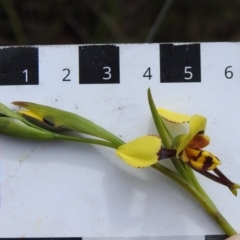 Diuris sulphurea at Tennent, ACT - suppressed