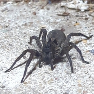 Venatrix sp. (genus) at Cook, ACT - 17 Oct 2022