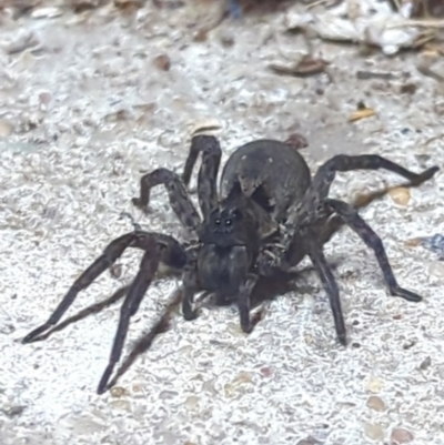 Venatrix sp. (genus) (Unidentified Venatrix wolf spider) at Cook, ACT - 17 Oct 2022 by SarahHnatiuk