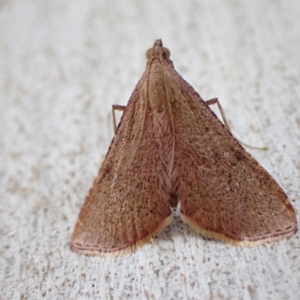 Endotricha ignealis at Murrumbateman, NSW - 17 Oct 2022 04:50 PM