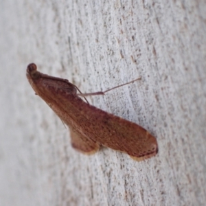 Endotricha ignealis at Murrumbateman, NSW - 17 Oct 2022