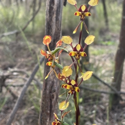 Diuris pardina (Leopard Doubletail) at Campbell, ACT - 17 Oct 2022 by LeahColebrook