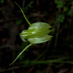 Pterostylis alpina at Brindabella, NSW - suppressed