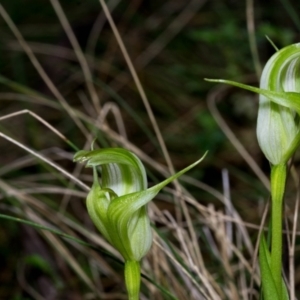 Pterostylis alpina at Brindabella, NSW - suppressed