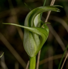 Pterostylis alpina at Brindabella, NSW - suppressed