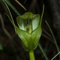 Pterostylis alpina at Brindabella, NSW - suppressed