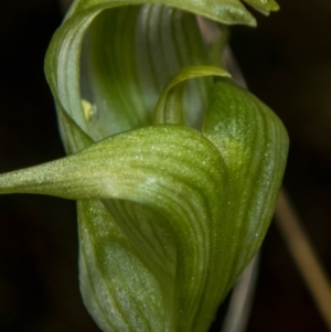 Pterostylis alpina at Brindabella, NSW - suppressed