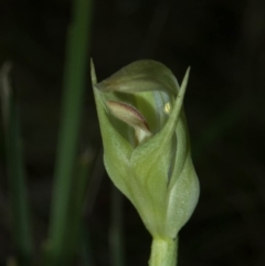 Pterostylis curta (Blunt Greenhood) at Brindabella, NSW - 15 Oct 2022 by dan.clark