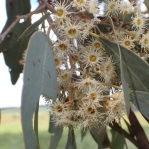 Eucalyptus blakelyi at Frogmore, NSW - 15 Oct 2022