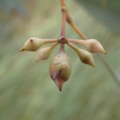 Eucalyptus blakelyi at Frogmore, NSW - 15 Oct 2022