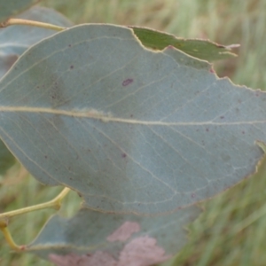 Eucalyptus blakelyi at Frogmore, NSW - 15 Oct 2022