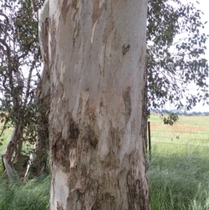 Eucalyptus blakelyi at Frogmore, NSW - 15 Oct 2022