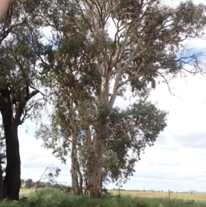 Eucalyptus blakelyi at Frogmore, NSW - 15 Oct 2022