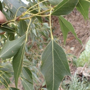 Brachychiton populneus subsp. populneus at Frogmore, NSW - 15 Oct 2022