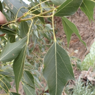 Brachychiton populneus subsp. populneus (Kurrajong) at Frogmore, NSW - 15 Oct 2022 by drakes