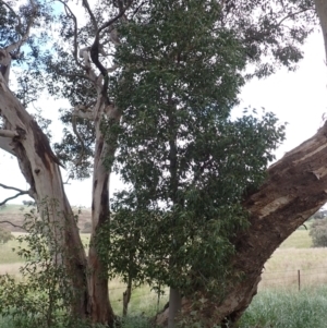 Brachychiton populneus subsp. populneus at Frogmore, NSW - 15 Oct 2022