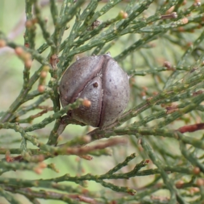 Callitris endlicheri (Black Cypress Pine) at Frogmore, NSW - 15 Oct 2022 by drakes