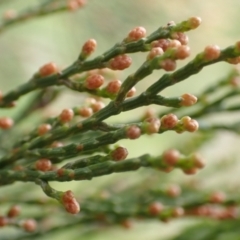 Callitris endlicheri at Frogmore, NSW - 15 Oct 2022