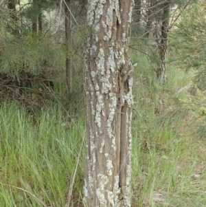 Callitris endlicheri at Frogmore, NSW - 15 Oct 2022