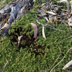 Unidentified Moss, Lichen, Liverwort, etc at Flea Bog Flat to Emu Creek Corridor - 17 Oct 2022 by JohnGiacon