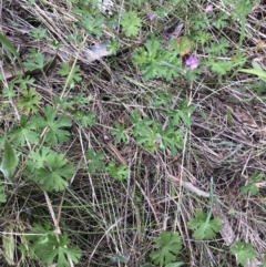 Geranium sp. (Geranium) at Flea Bog Flat to Emu Creek Corridor - 17 Oct 2022 by JohnGiacon