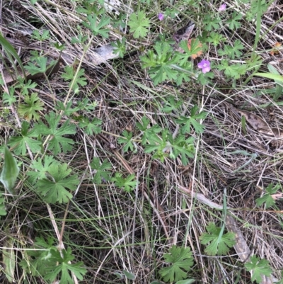 Geranium sp. (Geranium) at Flea Bog Flat to Emu Creek Corridor - 17 Oct 2022 by JohnGiacon