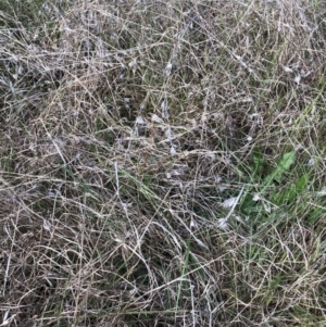 Themeda triandra at Bruce, ACT - 17 Oct 2022