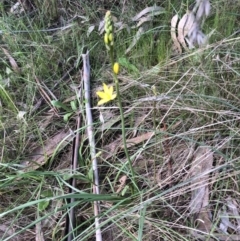 Bulbine bulbosa (Golden Lily, Bulbine Lily) at Bruce, ACT - 17 Oct 2022 by JohnGiacon