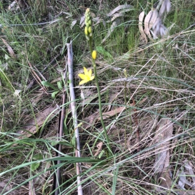 Bulbine bulbosa (Golden Lily) at Bruce, ACT - 17 Oct 2022 by jgiacon
