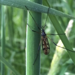 Gynoplistia sp. (genus) (Crane fly) at Bruce, ACT - 17 Oct 2022 by jgiacon