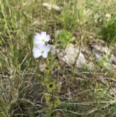 Drosera gunniana (Pale Sundew) at Bruce, ACT - 17 Oct 2022 by jgiacon