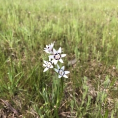 Wurmbea dioica subsp. dioica (Early Nancy) at Bruce, ACT - 17 Oct 2022 by JohnGiacon