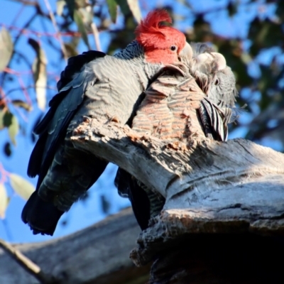 Callocephalon fimbriatum (Gang-gang Cockatoo) at GG101 - 16 Oct 2022 by LisaH