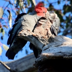 Callocephalon fimbriatum (Gang-gang Cockatoo) at Hughes Grassy Woodland - 16 Oct 2022 by LisaH