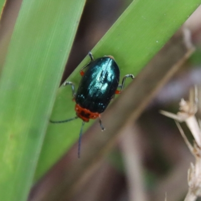 Lamprolina (genus) (Pittosporum leaf beetle) at Mongarlowe River - 12 Oct 2022 by LisaH