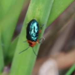 Lamprolina (genus) at Mongarlowe, NSW - 12 Oct 2022