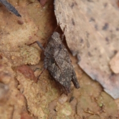 Tetrigidae (family) (Pygmy grasshopper) at QPRC LGA - 12 Oct 2022 by LisaH