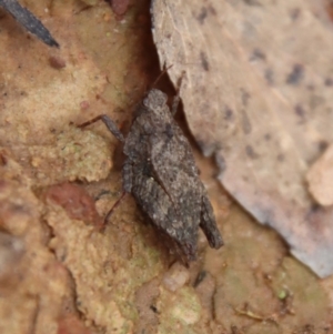 Tetrigidae (family) at Mongarlowe, NSW - 12 Oct 2022