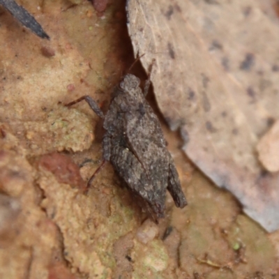 Tetrigidae (family) (Pygmy grasshopper) at QPRC LGA - 12 Oct 2022 by LisaH